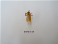 藏品(煙污燈蛾)的圖片